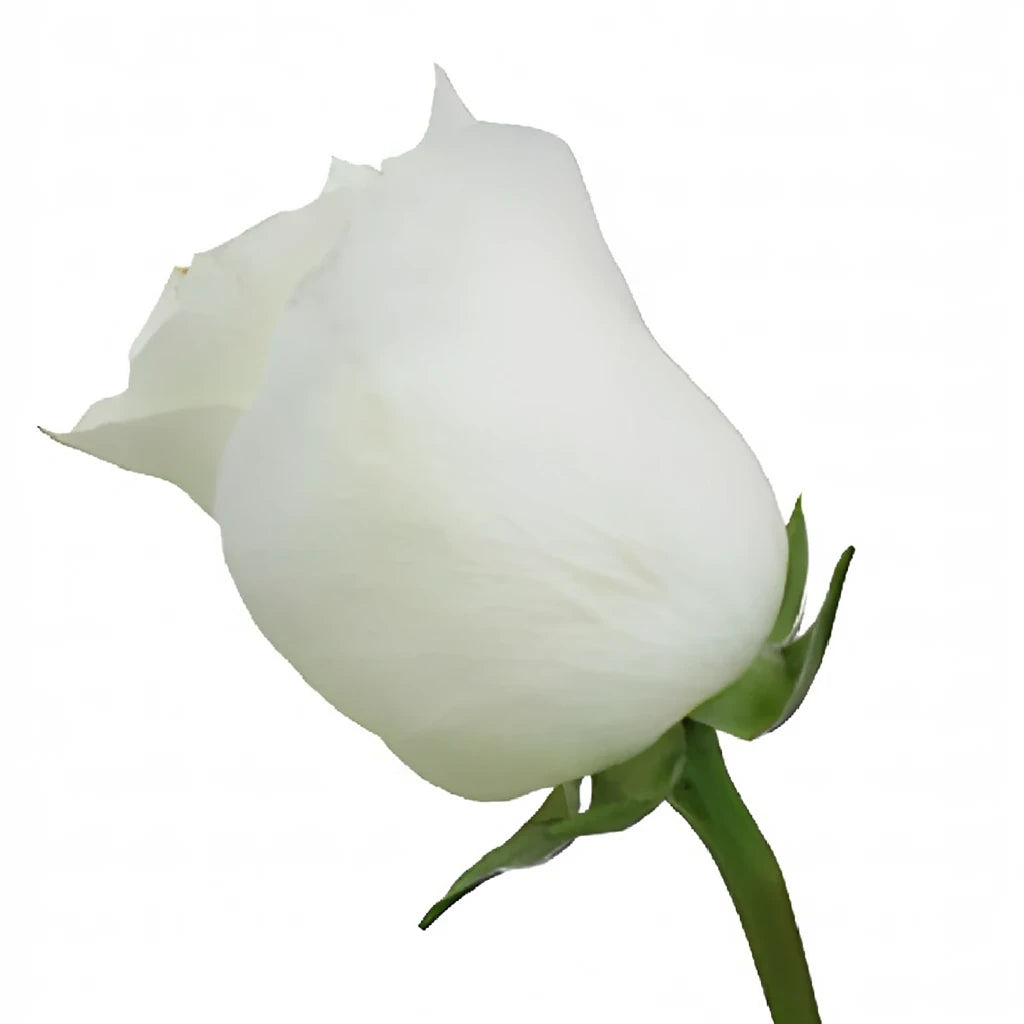 Inocencia Roses Standard - alternative 2