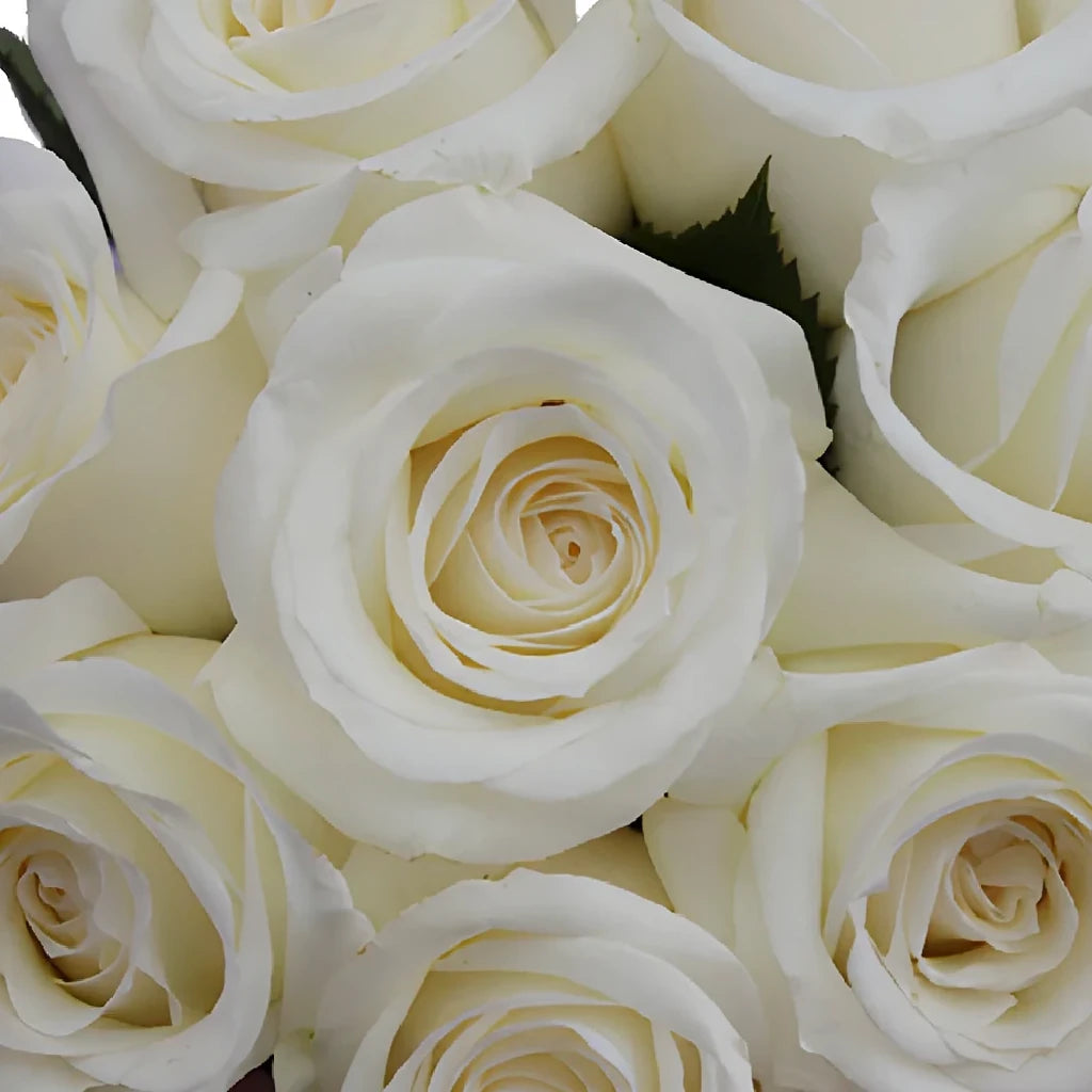 Inocencia Roses Standard - alternative 1