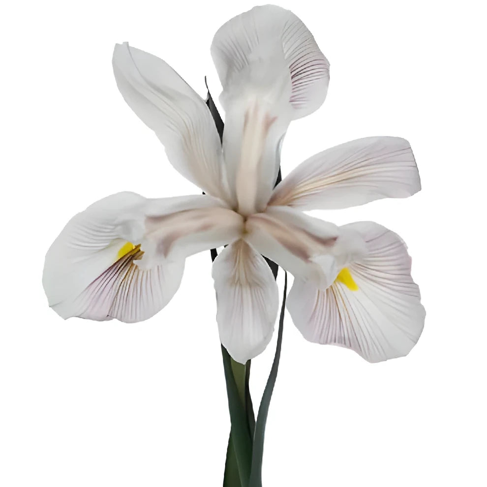 Tinted Brownie Iris - alternative 3