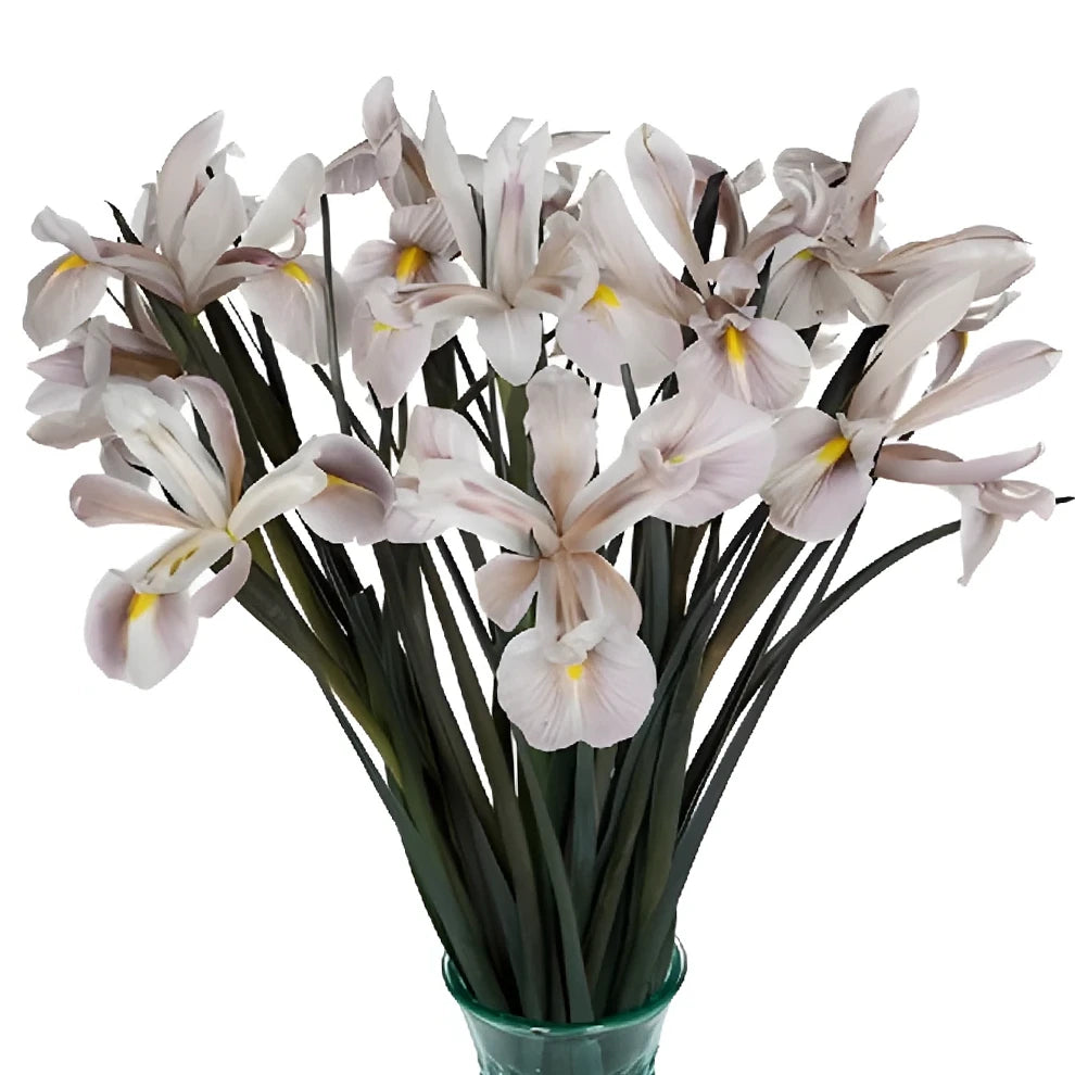 Tinted Brownie Iris - alternative 1
