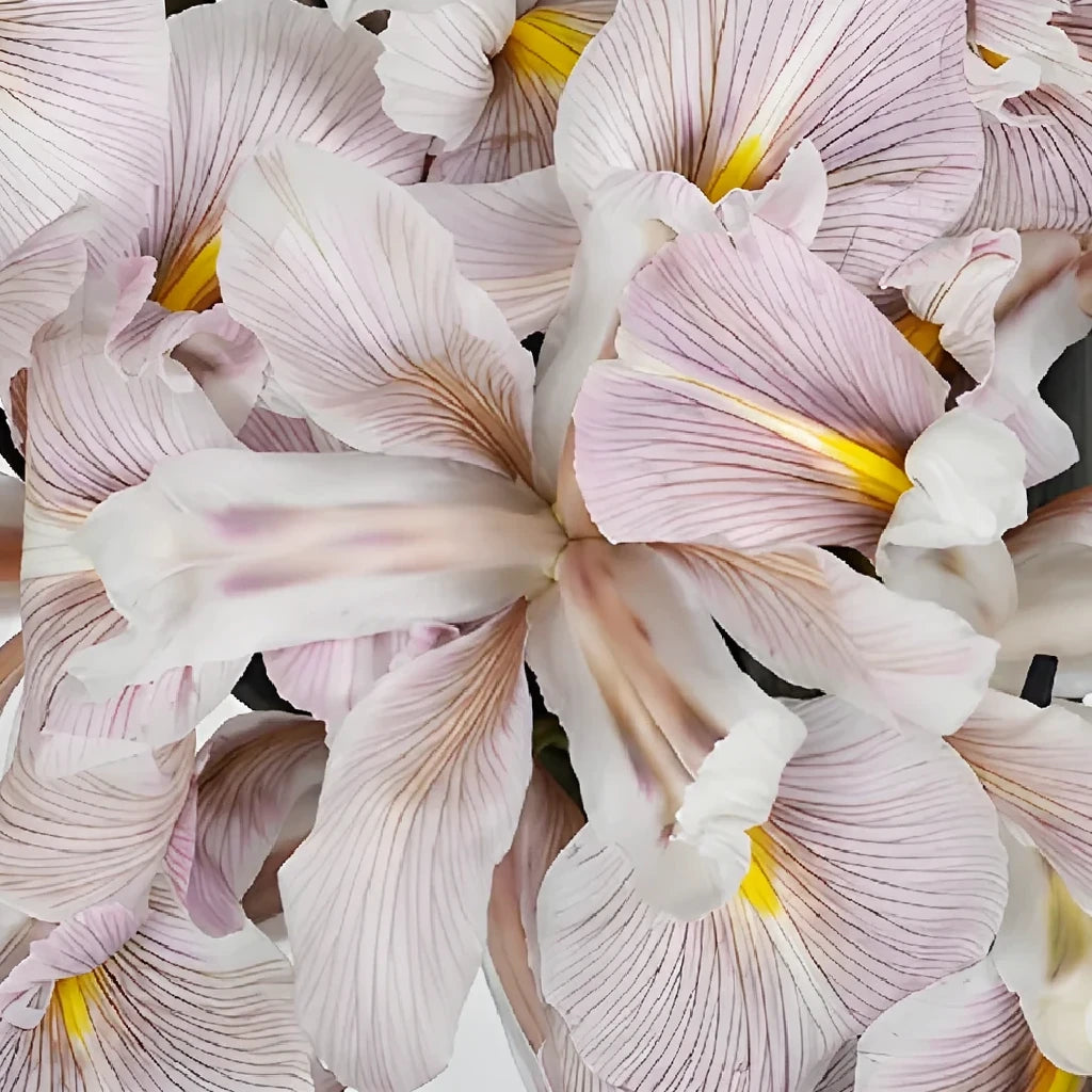 Tinted Brownie Iris - main