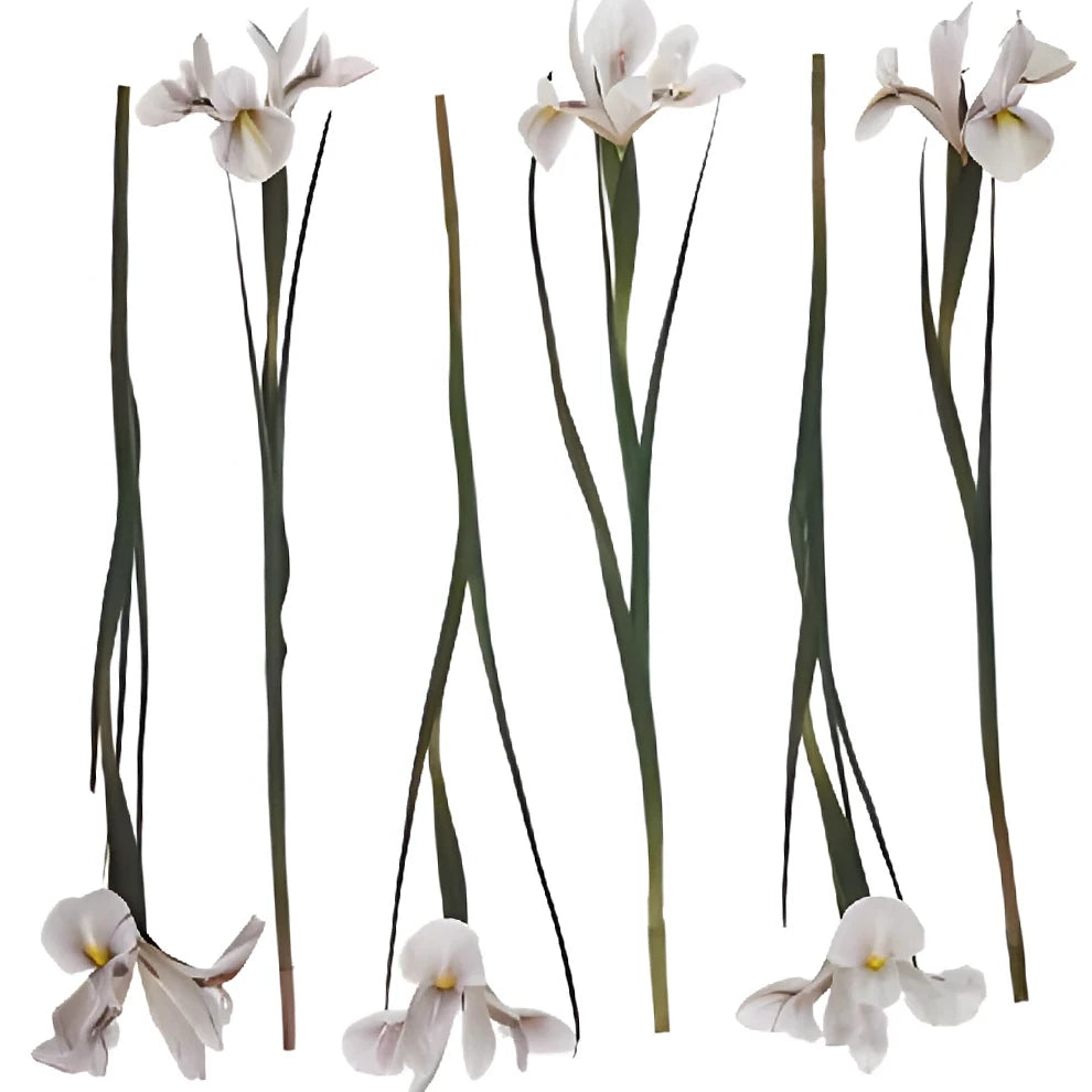 Tinted Brownie Iris - alternative 2