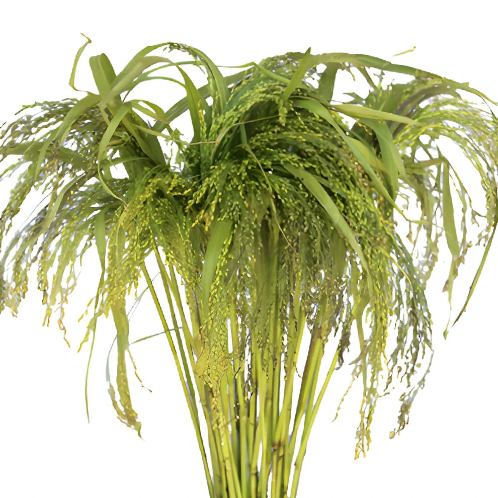 Irish Millet Greenery - alternative 1
