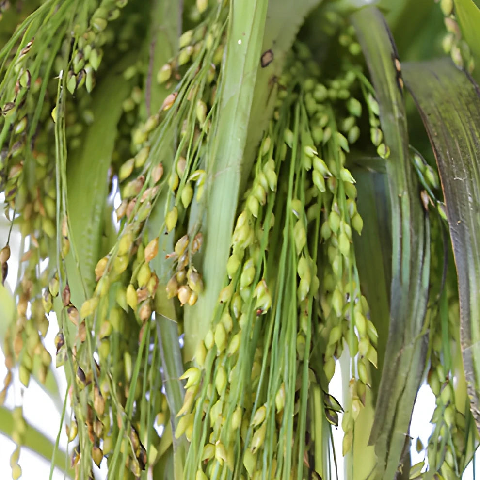 Irish Millet Greenery - main