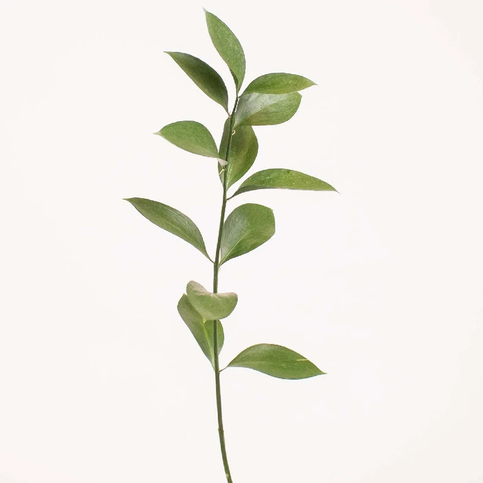 Israeli Ruscus Greenery - main