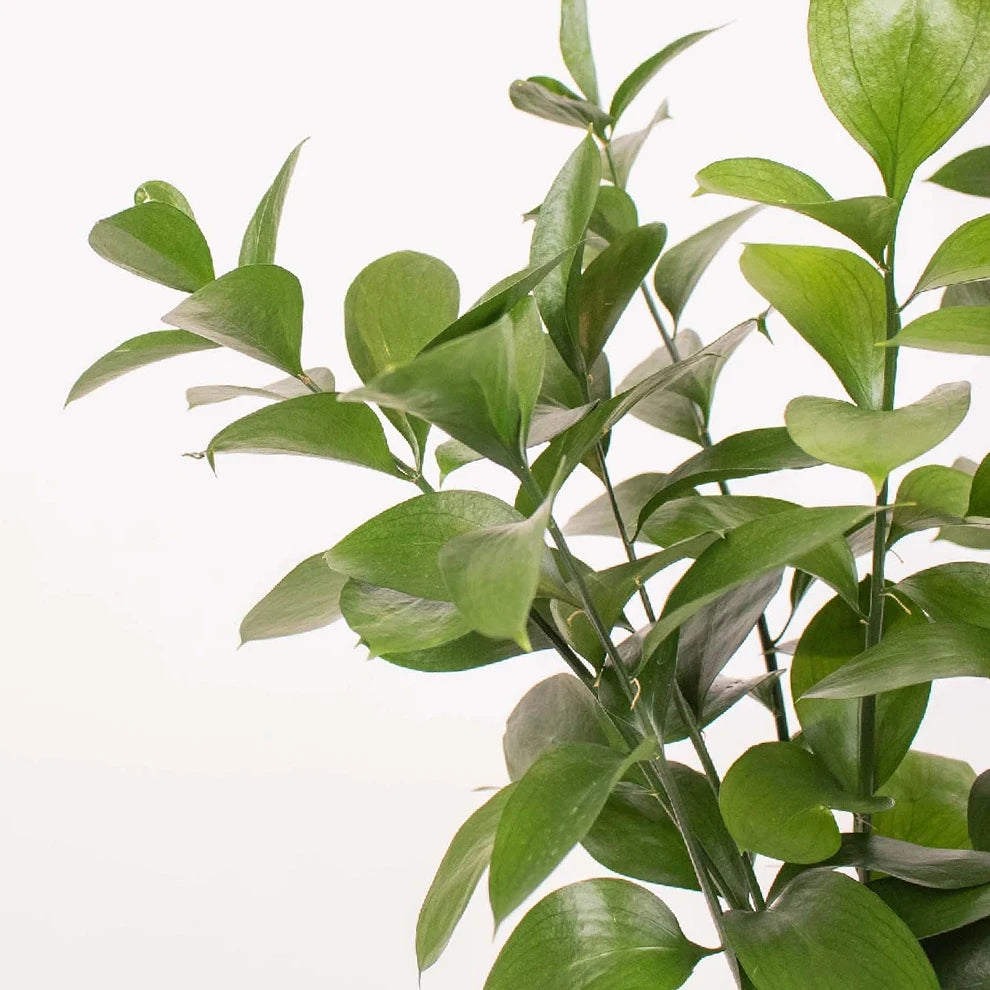Israeli Ruscus Greenery - alternative 2
