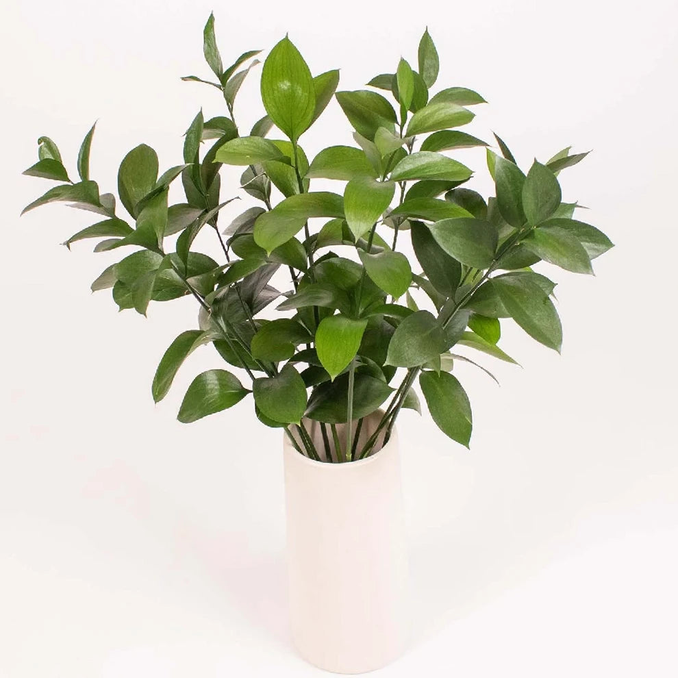 Israeli Ruscus Greenery - alternative 1