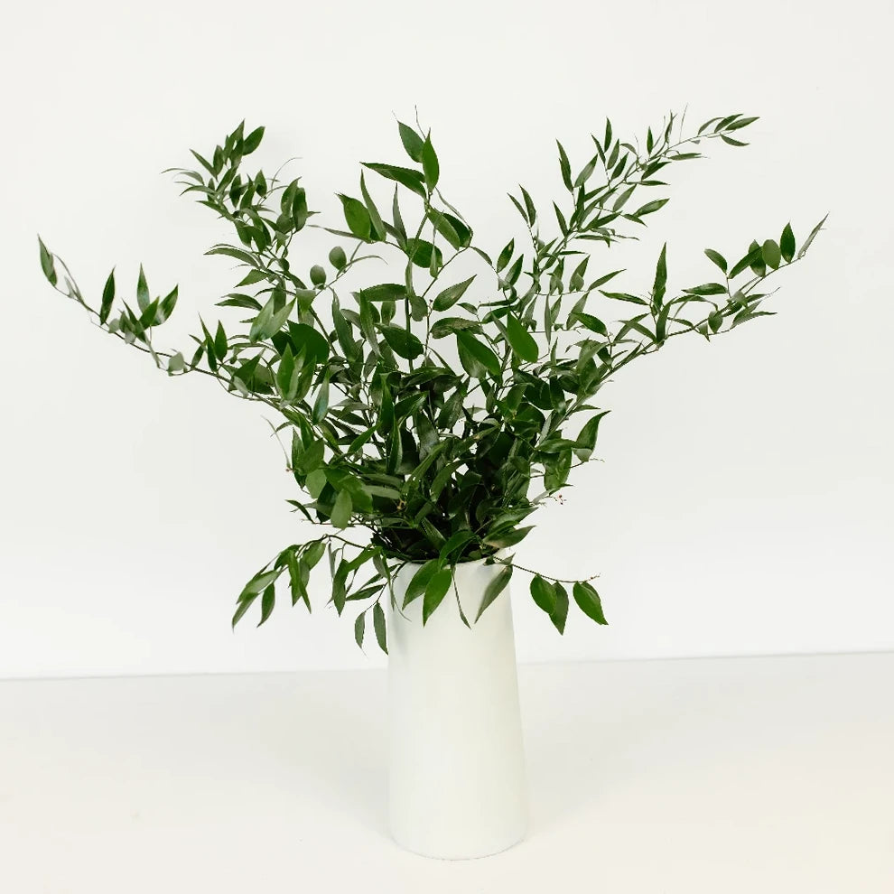 Green Italian Ruscus Greenery - main