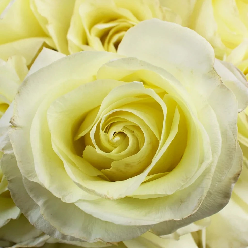 First Lady Roses Standard - alternative 1