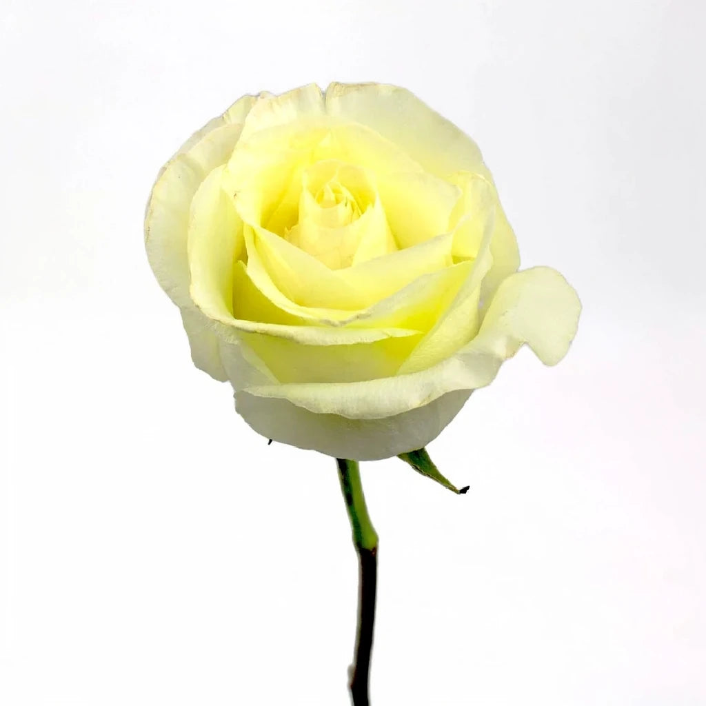 First Lady Roses Standard - main