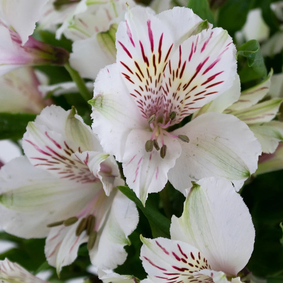 Ivory Alstroemeria - main