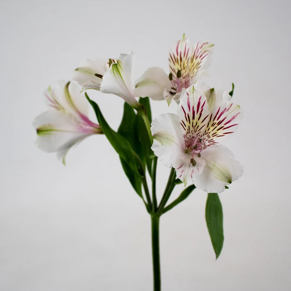 Ivory Alstroemeria - alternative 2