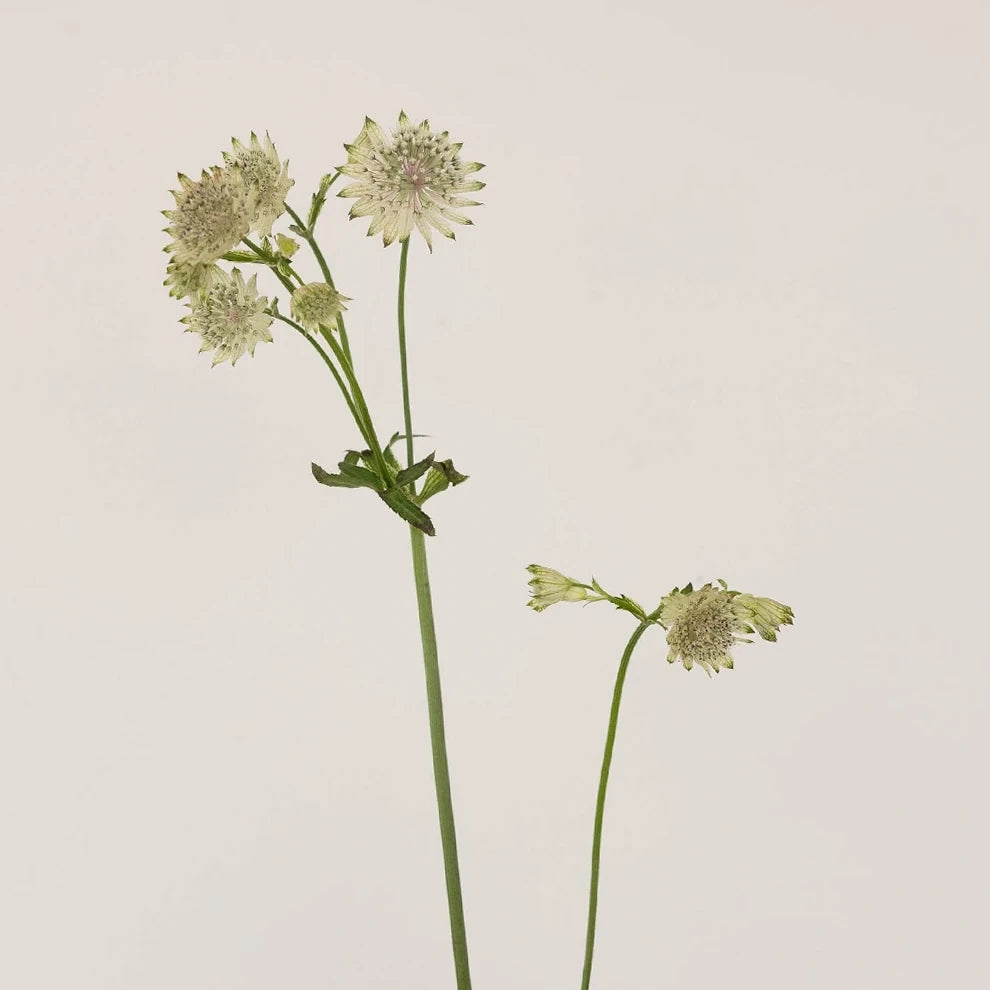 White Astrantia - main