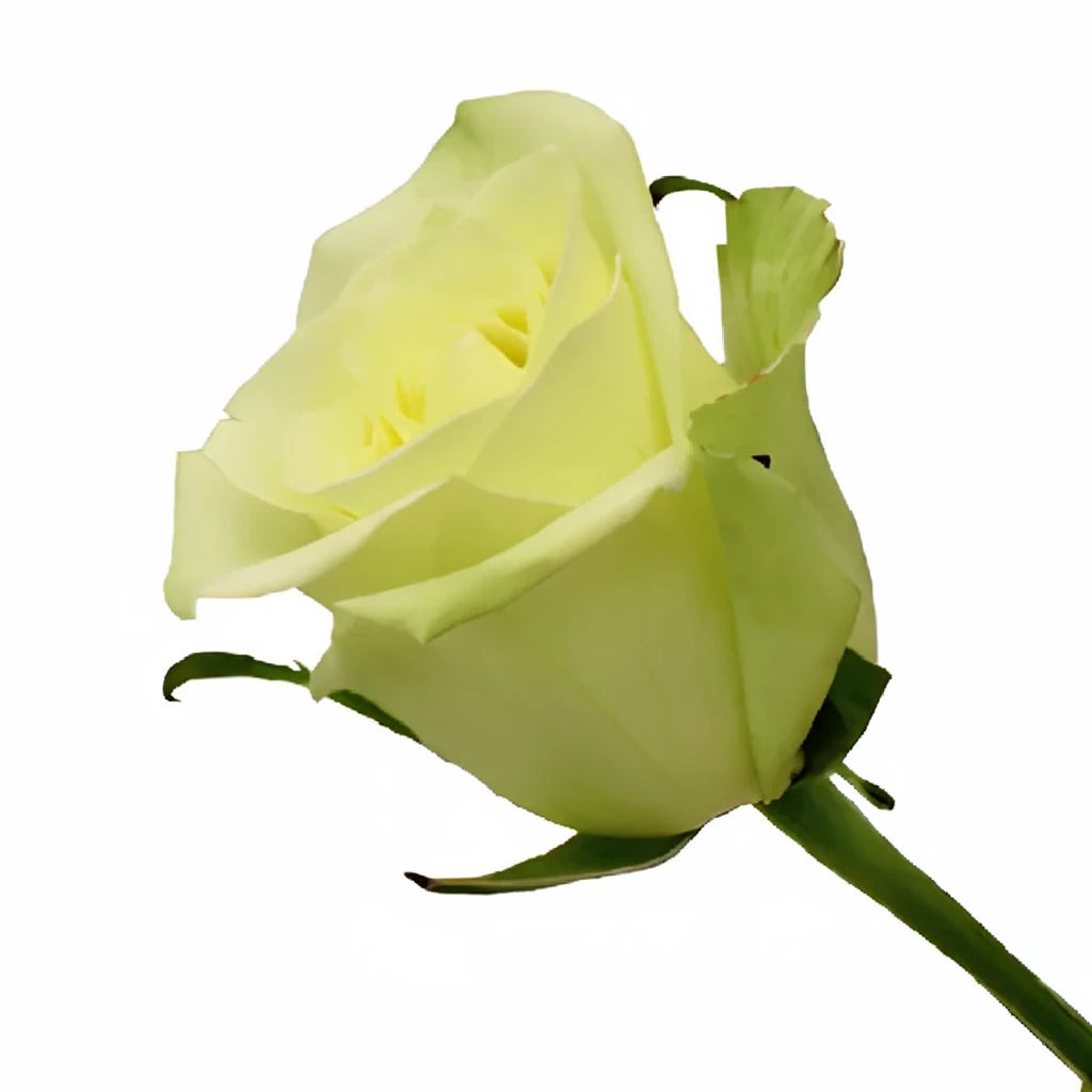 Jade Roses Standard - main