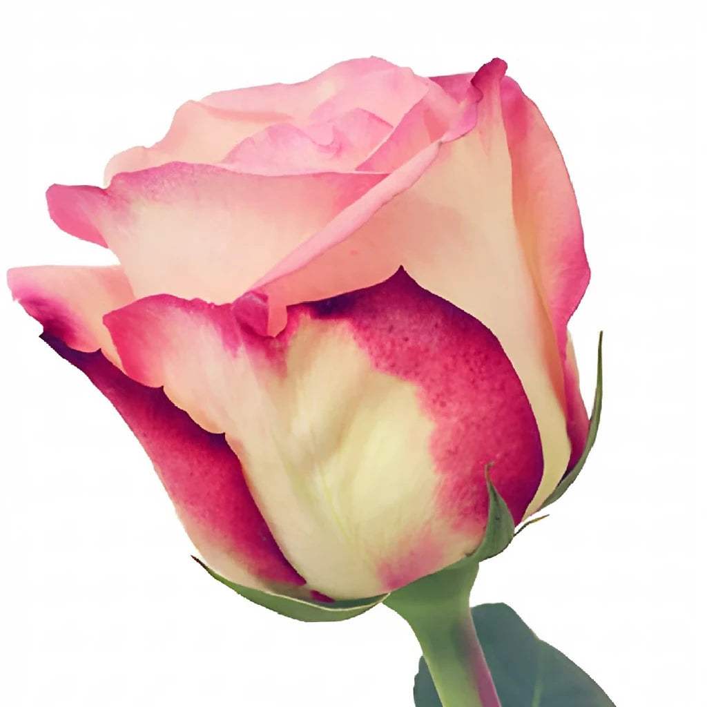Joyce Roses Standard - alternative 1