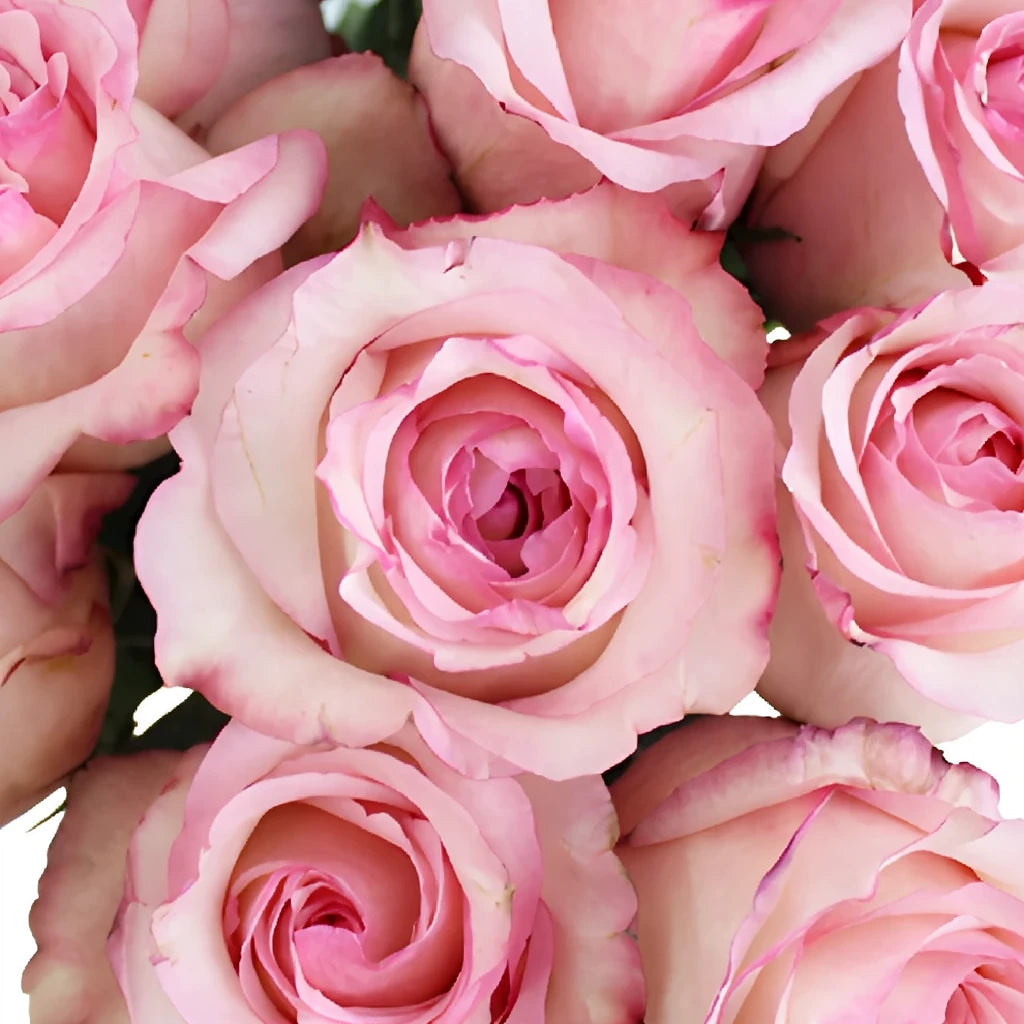Fragrant Delicious Roses Garden - main