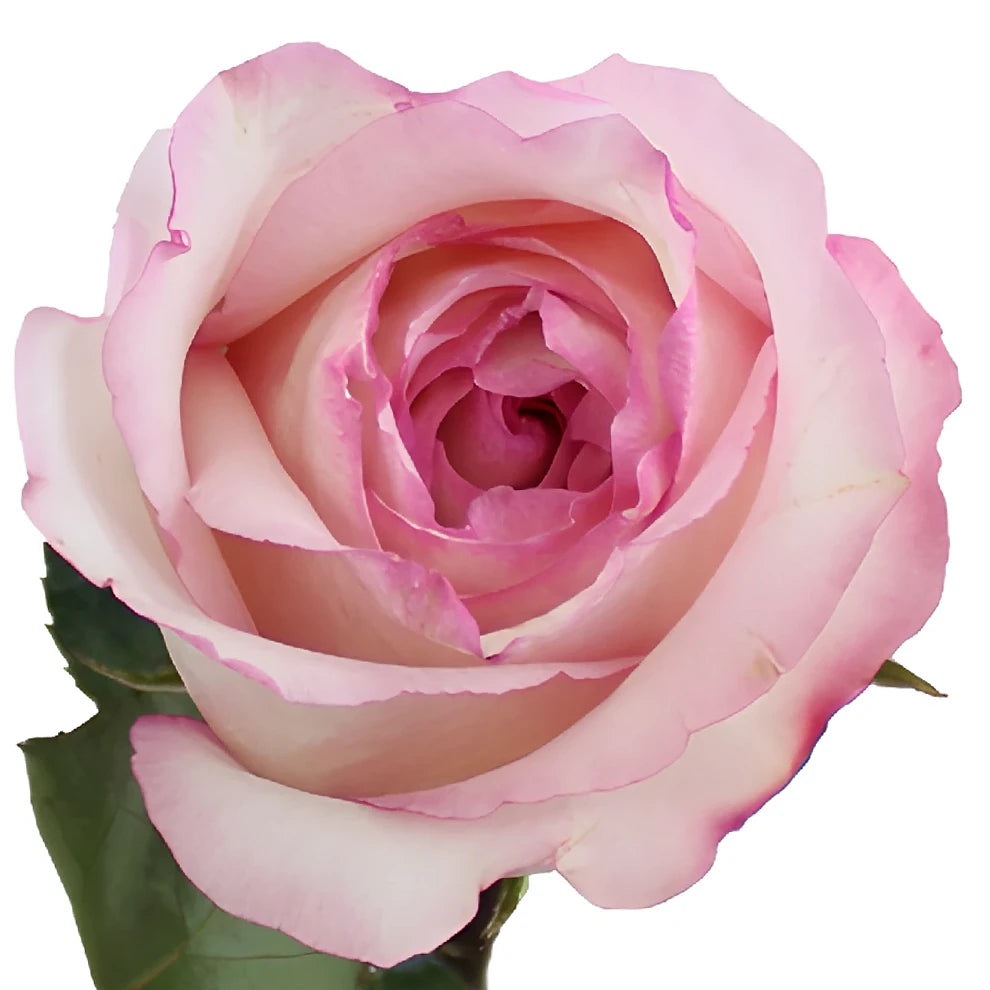 Fragrant Delicious Roses Garden - alternative 3