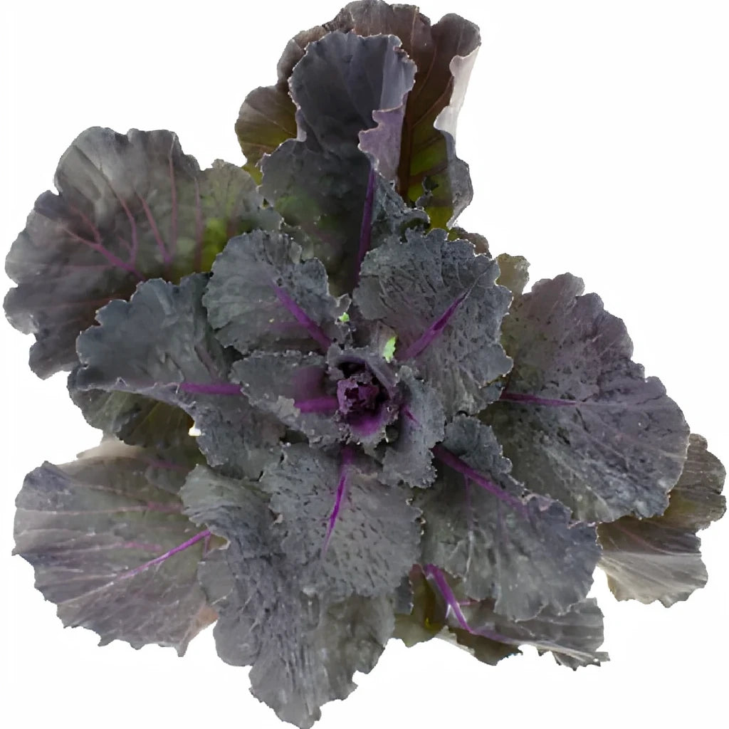Black Kale - main