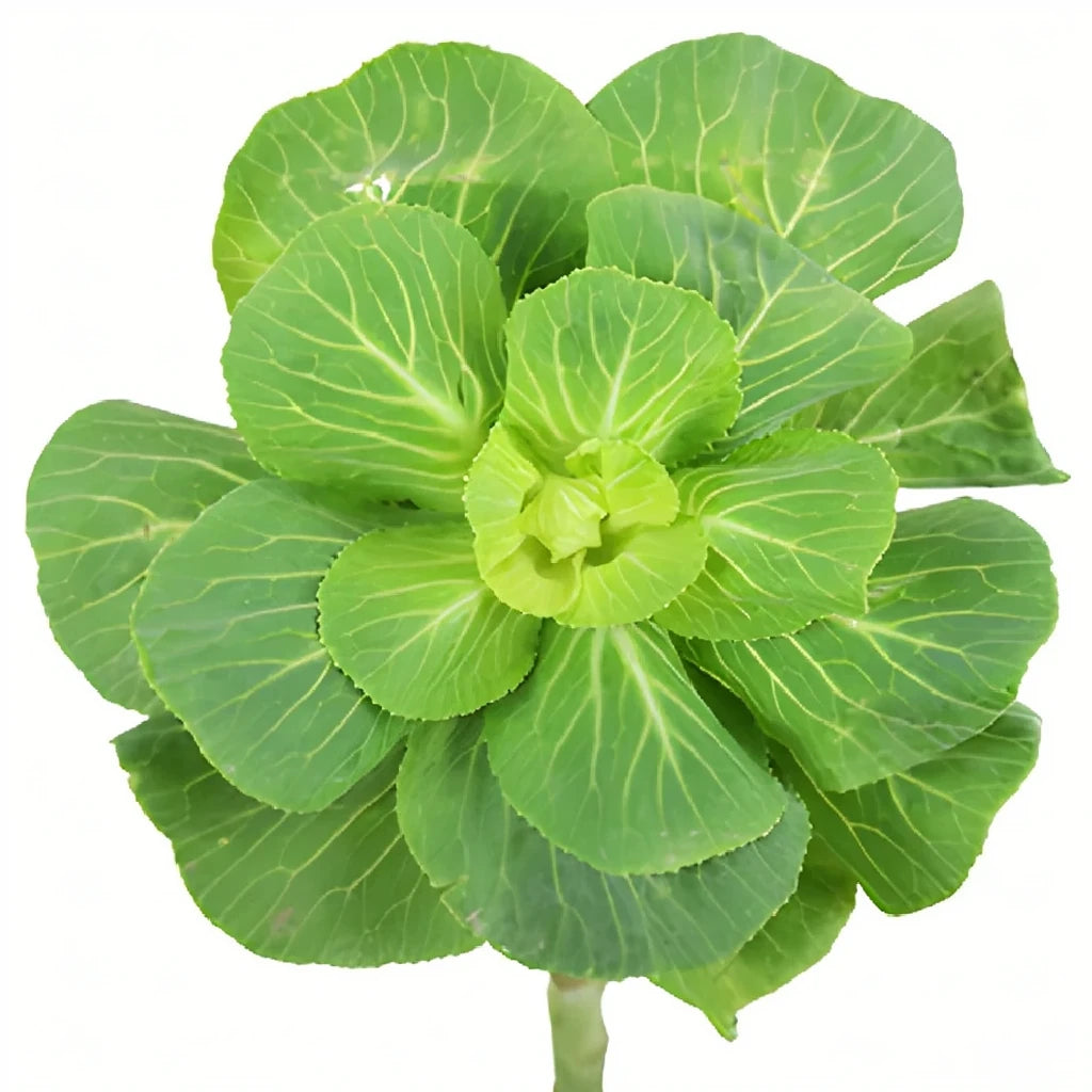 Green Kale - main