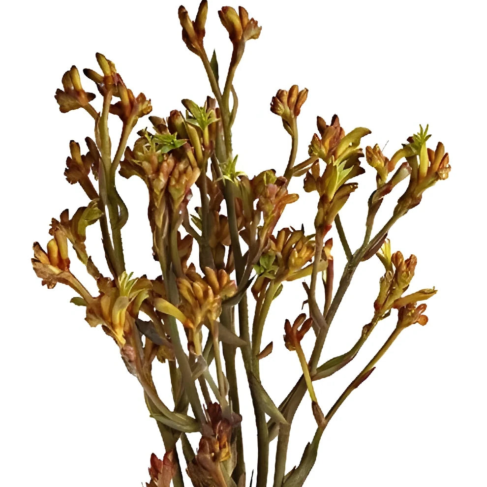Orange Kangaroo Paw - main