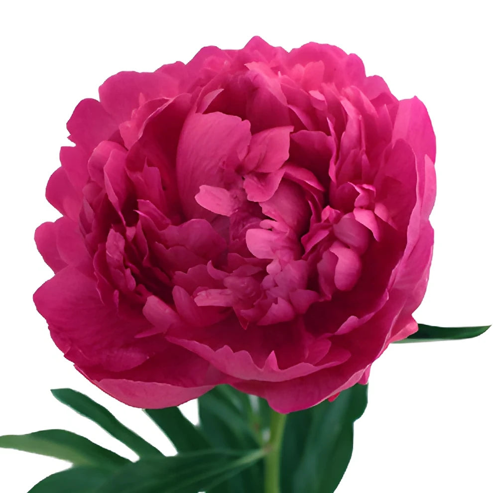Kansas Peonies - alternative 1