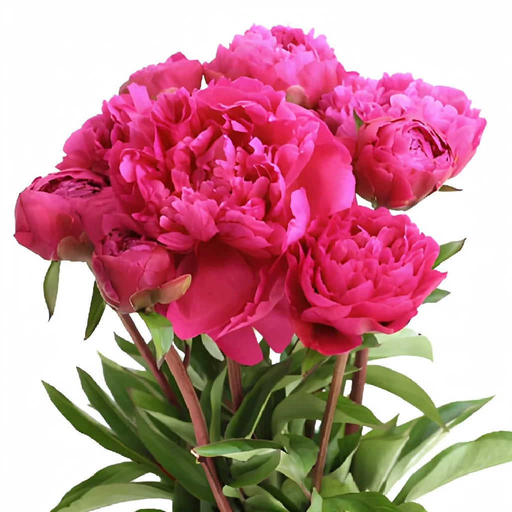 Kansas Peonies - main