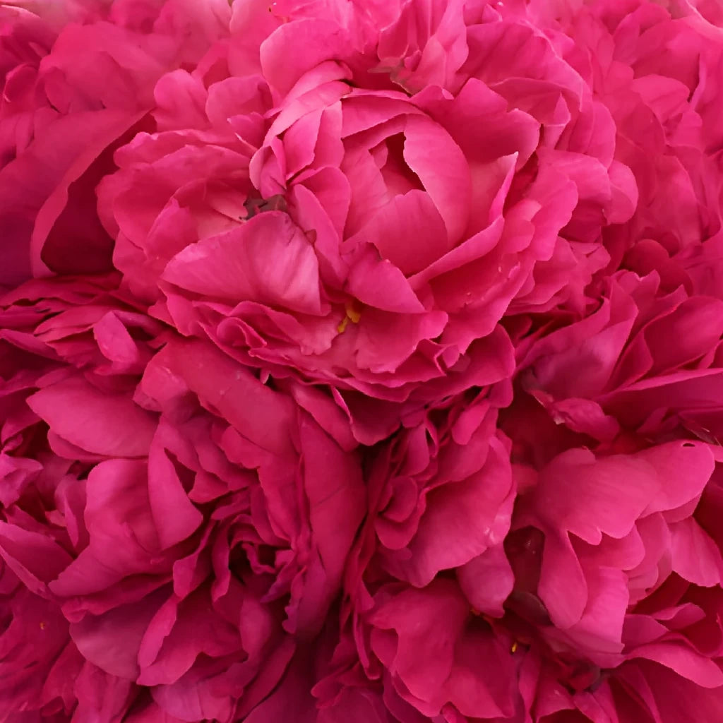 Mother's Choice Peonies - alternative 4
