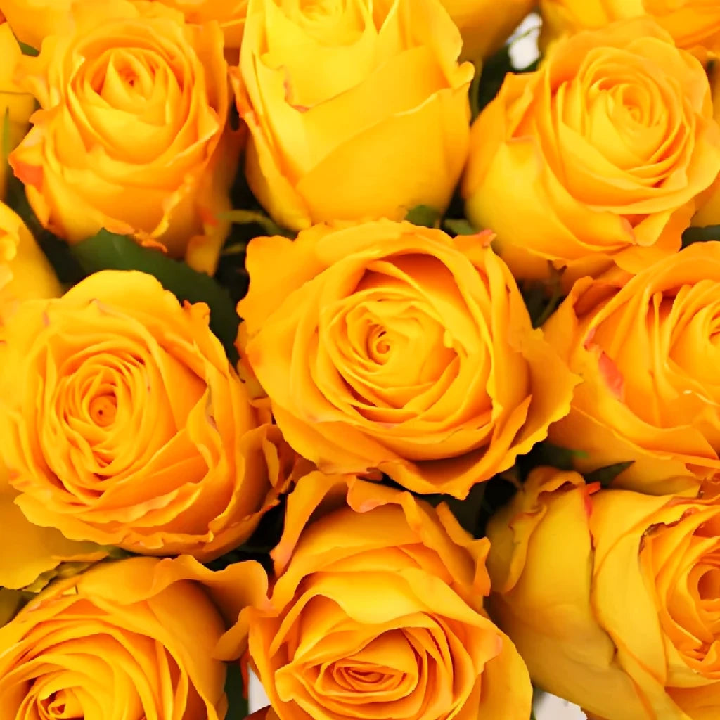 Kerio Roses Standard - alternative 3