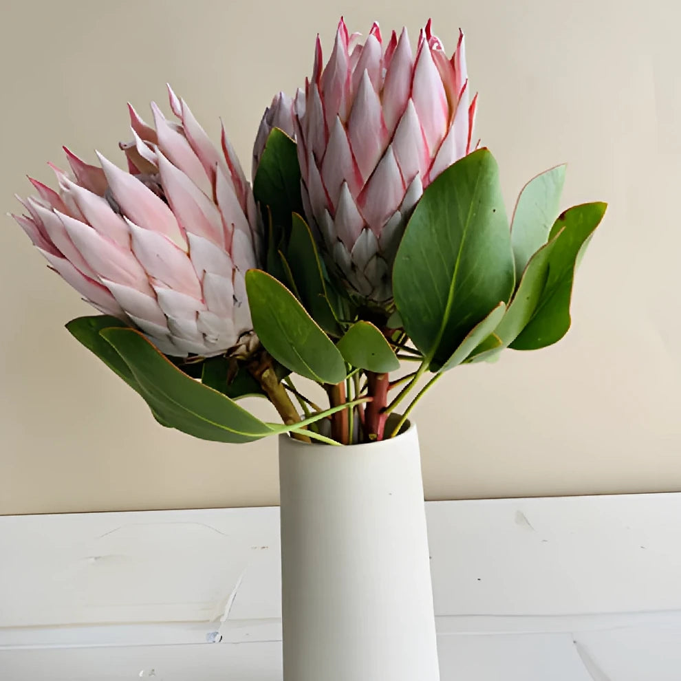 King Protea Tropicals - main