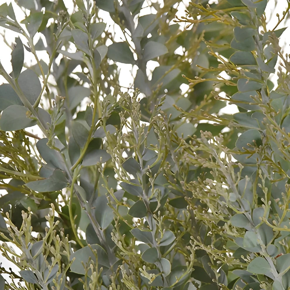 Acacia Greenery - alternative 1