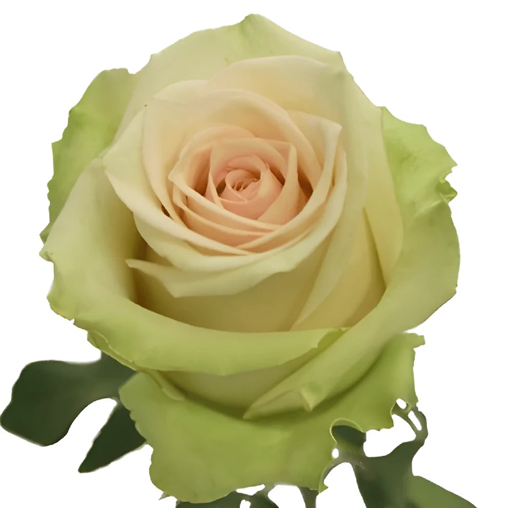 La Perla Roses Standard - main