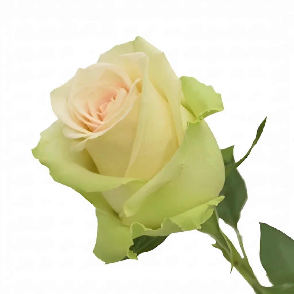 La Perla Roses Standard - alternative 3