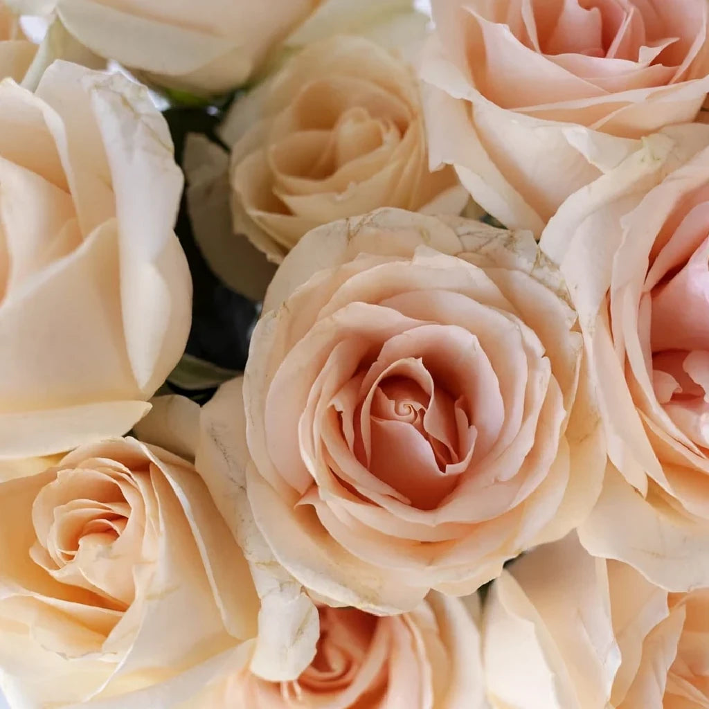 Lady Jane Roses Standard - main