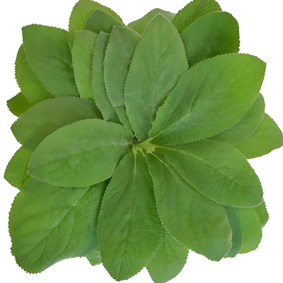 Lambs Ear Greenery - alternative 2