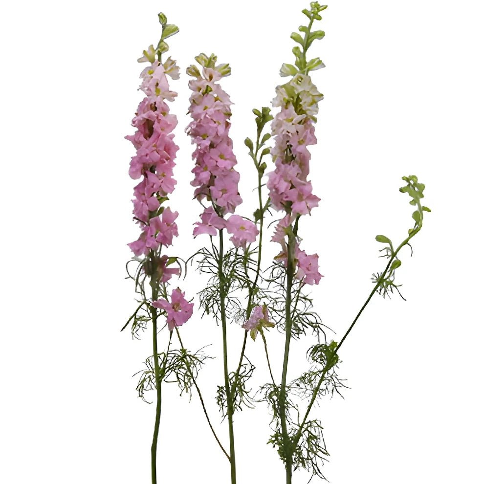 Pink Light Larkspur - alternative 3