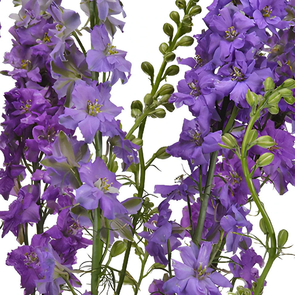 Lavender Larkspur - alternative 1