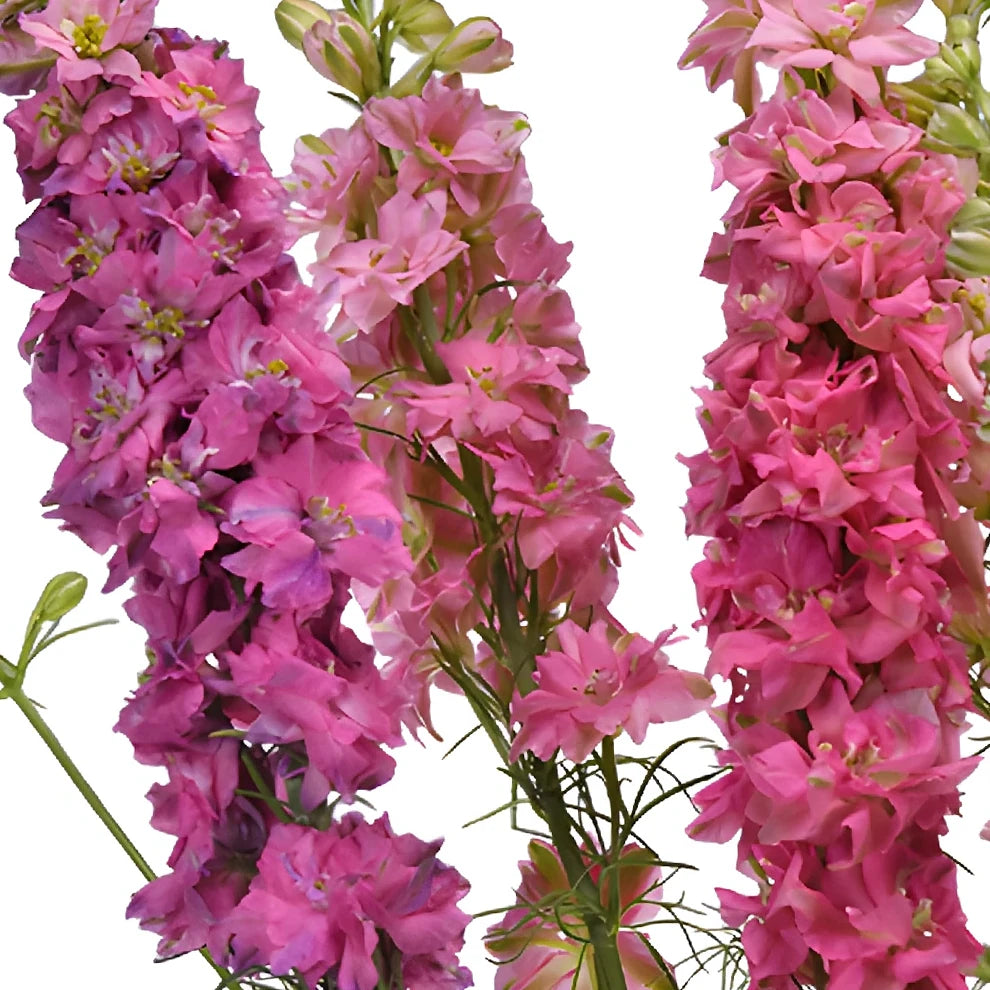Pink Hot Larkspur - alternative 3