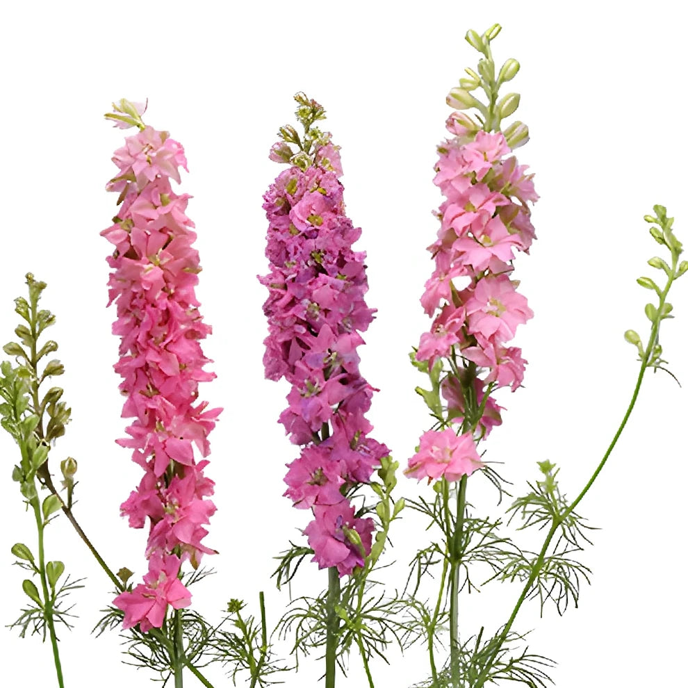 Pink Larkspur - alternative 1
