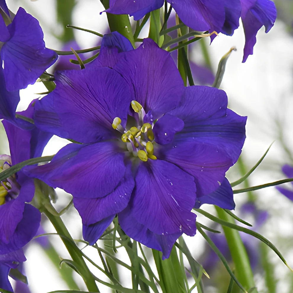 Purple Larkspur - alternative 1