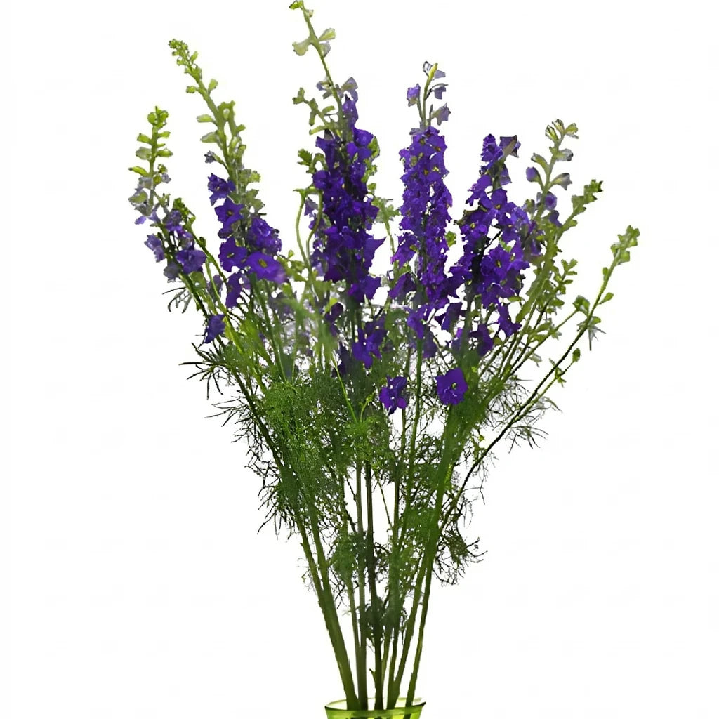 Purple Larkspur - alternative 3
