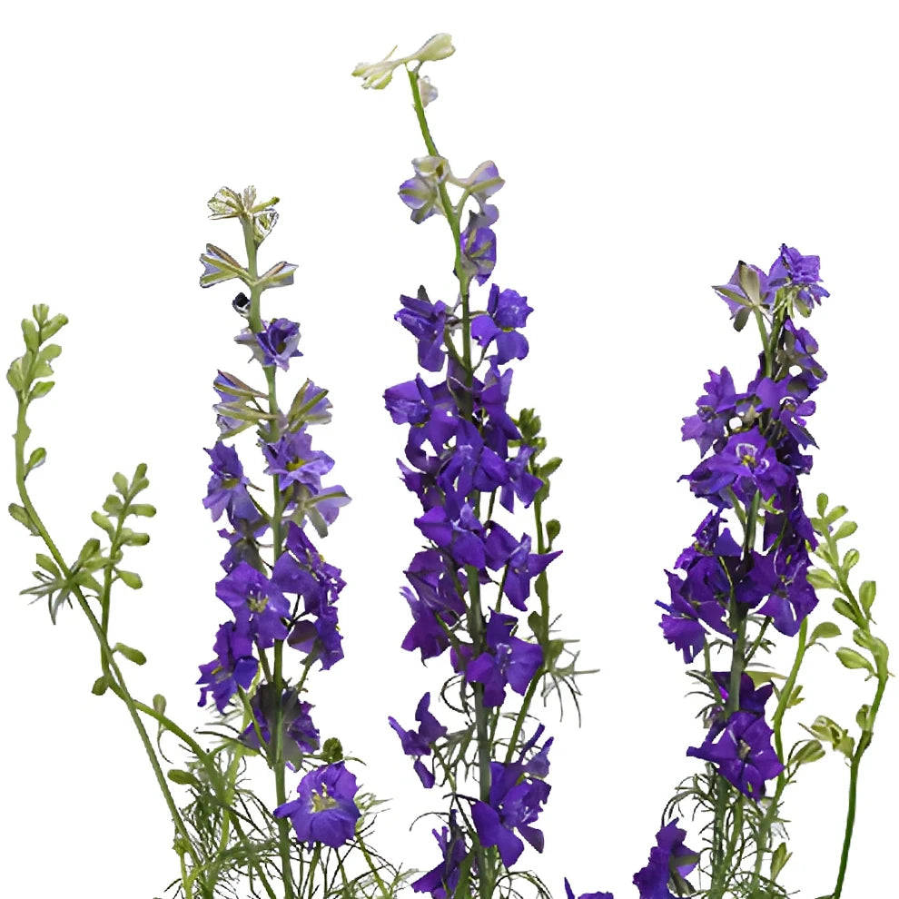 Purple Larkspur - alternative 2