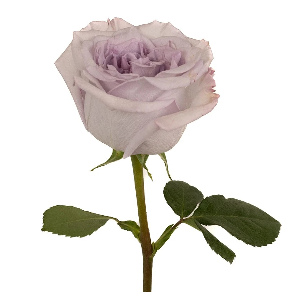 Arya Roses Garden - alternative 2