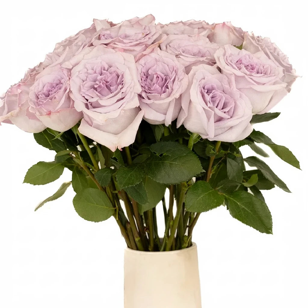 Arya Roses Garden - main