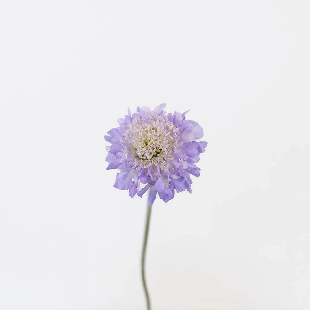 Lavender Scabiosa - alternative 2