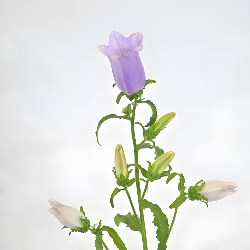 Lavender Campanulas - alternative 1