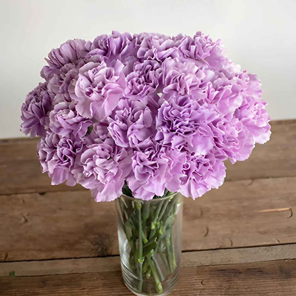Lavender Fancy Carnations - main