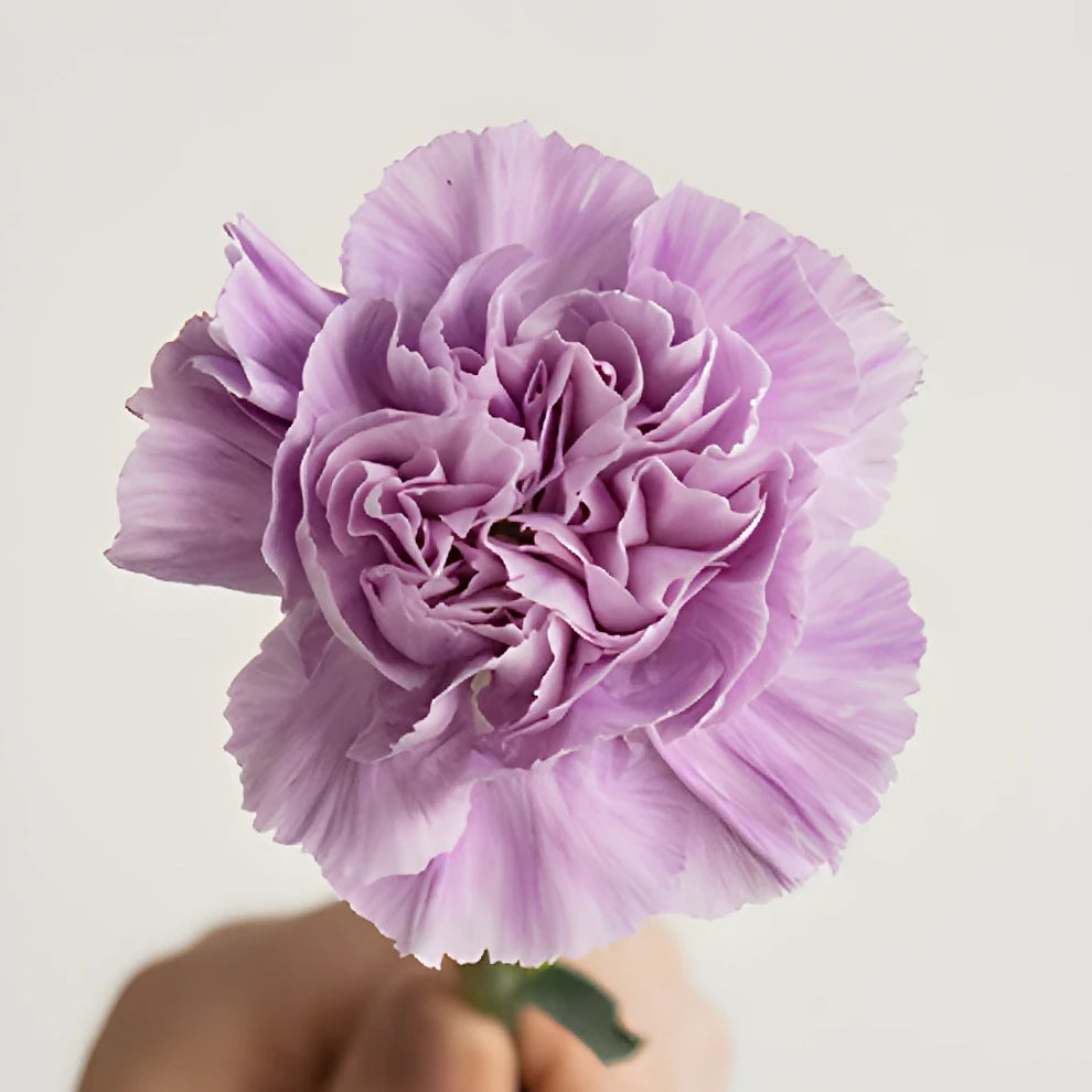 Lavender Fancy Carnations - alternative 2