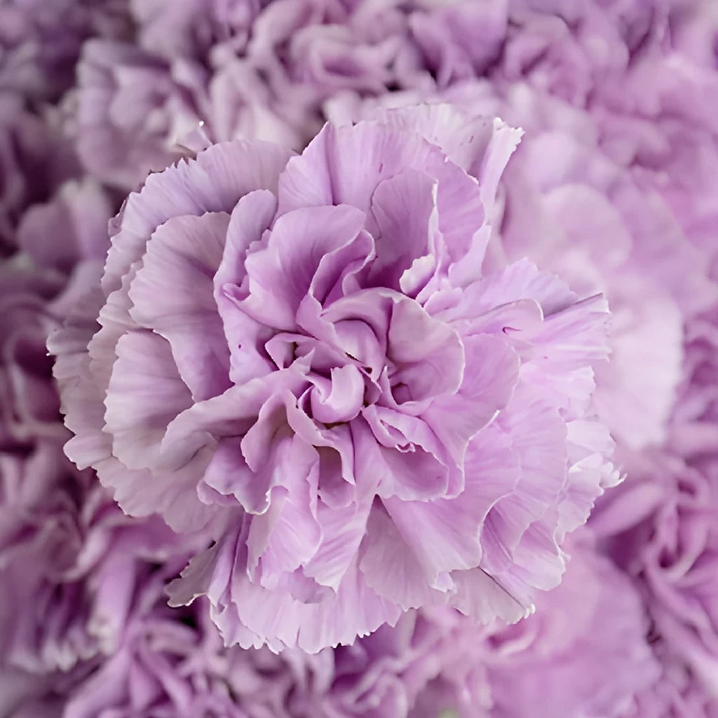 Moonaqua Carnations - main