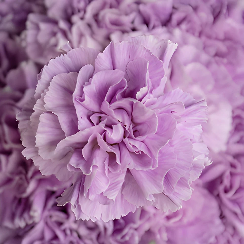 Lavender Fancy Carnations - alternative 3