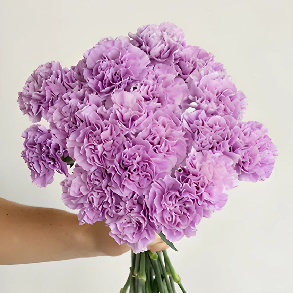 Moonaqua Carnations - alternative 1